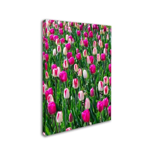 Kurt Shaffer 'Tulips' Canvas Art,24x32